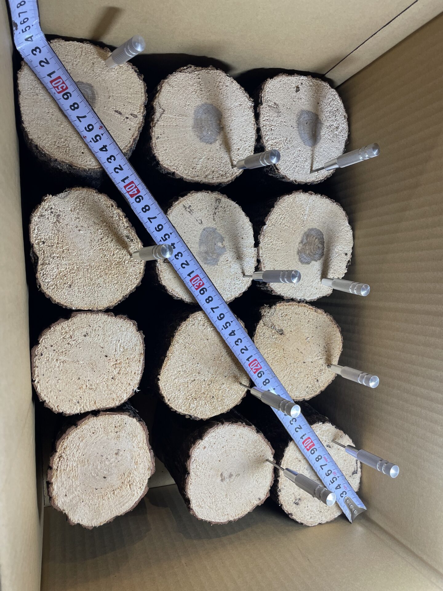 スコオク　SB材 　産卵木 （ナラ材）27本　やや柔らかめ～超柔材